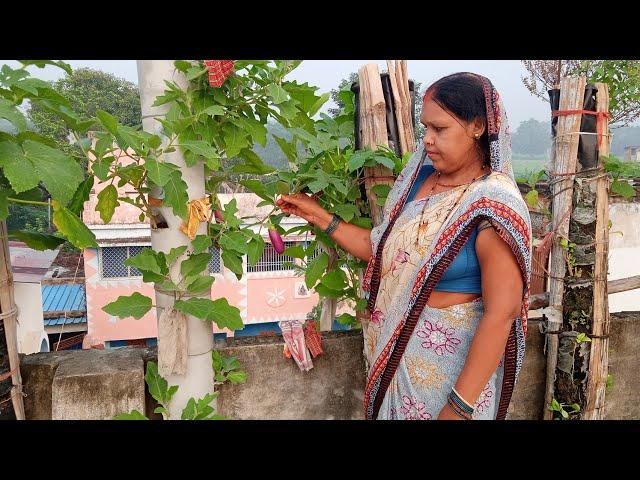 Vertical Farming in Bihar | Chapra | Sunita Prasad |