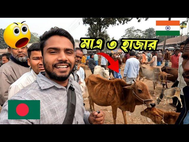 ভারত বাংলাদেশের গরুর দামের এতো পার্থক্য!! Cow Market India