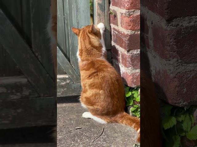 Mischievous pixie #cat #youtubeshorts