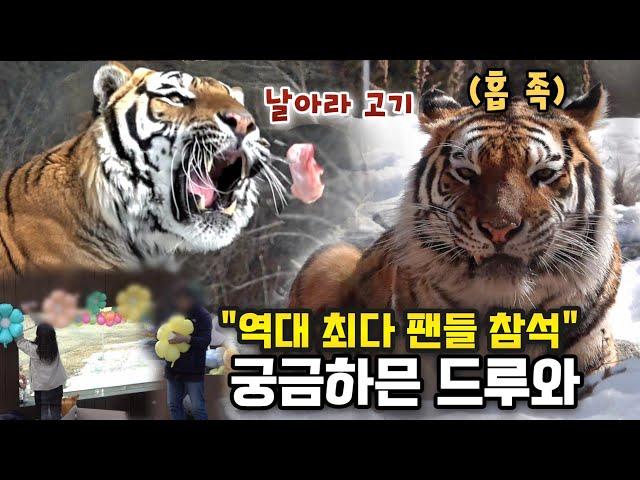 5주년 생파 현장공개역대 최다 범궁이팬들이 참석한 뜨거운 열기가 가득찬 현장 Famous Tiger in Korea, cat tiger