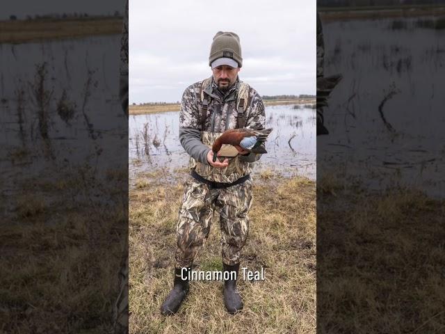 A little CINNAMON and SPICE - The Cinnamon Teal