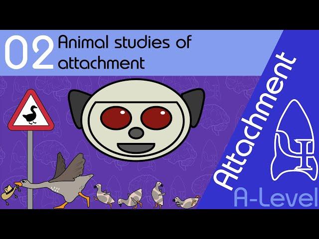 Animal studies of attachment: Lorenz and Harlow  - Attachment [A-Level Psychology]