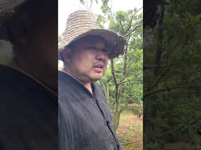 漳河绿耕淳杨梅六月中旬上市！请大家不要错过了！#农村生活 #情感 #我的乡村生活 #搞笑视频 #社会百态 水晴晴（长青兰园） 涛涛小菜园 励志花姐 荆门渣渣轩 冬天童话 帅舞飞扬 陈娟 秋燕（荆门双