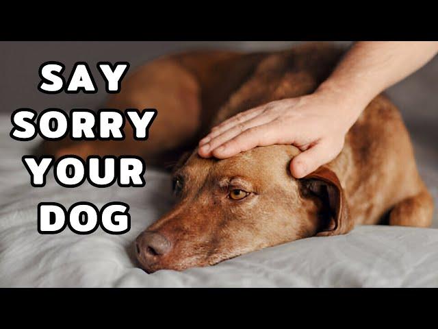 How to Apologize To Your Dog So They Truly Understand