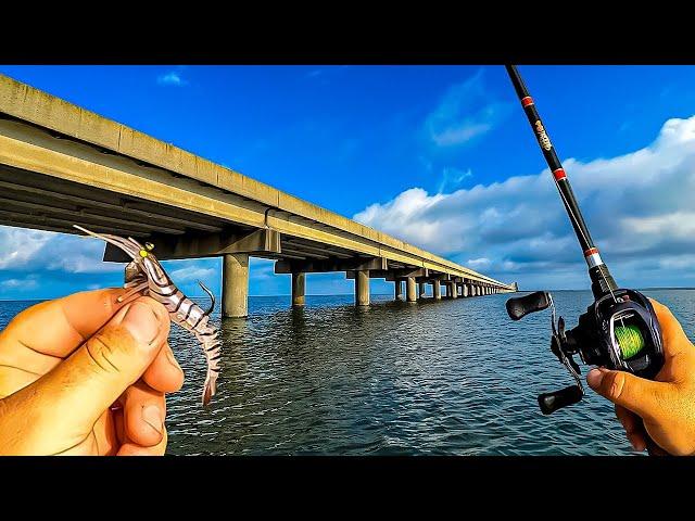 I Tossed a Fake Shrimp Around This Bridge and INSTANTLY Hooked Up!