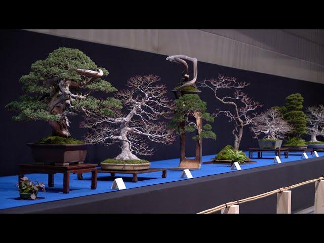 Trophy Bonsai Exhibition 2024