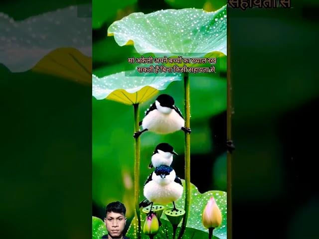 music song 