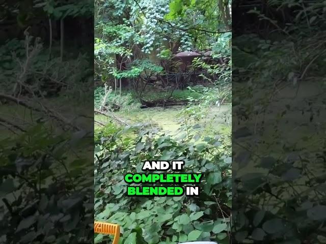 Abandoned Swim Club Reclaimed by Nature