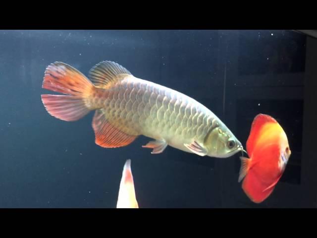 Pang Long 9" Sing Wild Blue XB