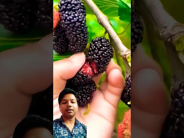 Mulberry fruit with plants #food #farming #fruit #love #satisfying #tech #music #prajapati #nature