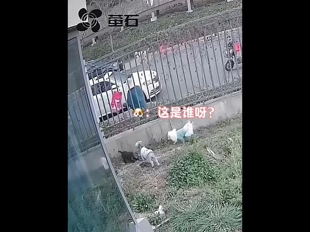 老人能有什么坏心思，她只是想狗狗狗有个更好的家#狗狗 #狗狗的心思都写在脸上了 #治愈系 #狗狗故事 #画一个故事 （视频素材源自于@- 吐个泡泡 ）