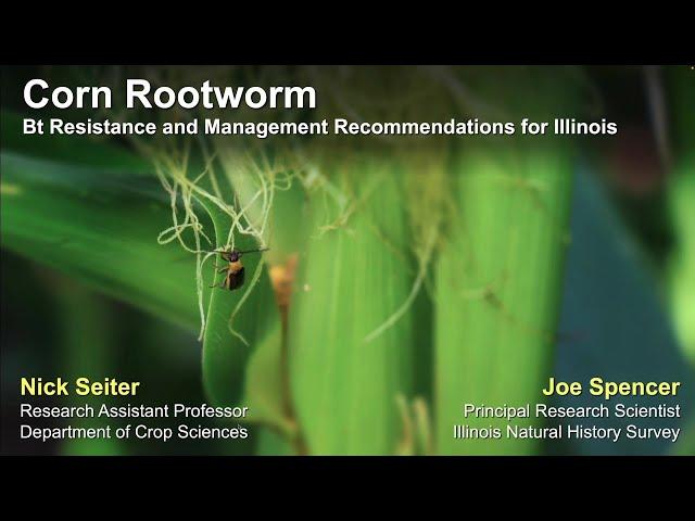 Corn Rootworm: Bt Resistance and Management Recommendations for Illinois
