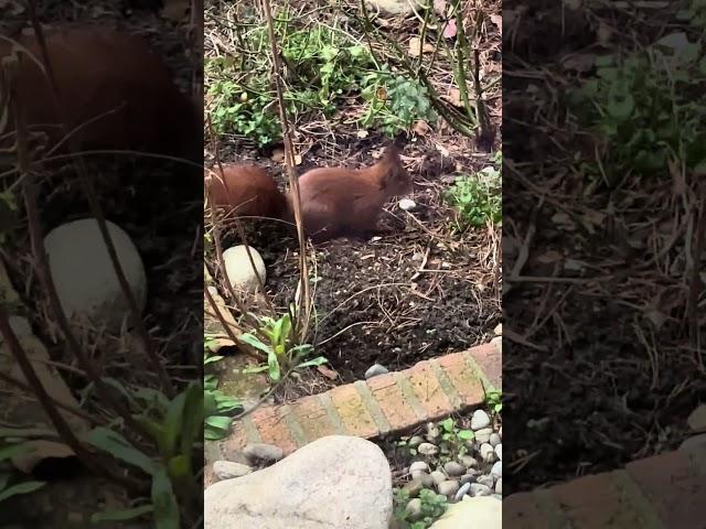 Vizită neașteptată. #viral #germany #viralvideo #funny #animals