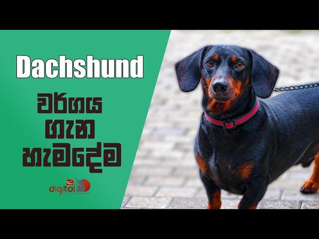 Dachshund වර්ගය ගැන හැමදේම