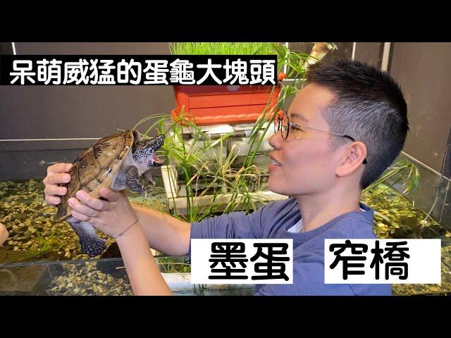 【昆蟲擾西上課了！】呆萌威猛的蛋龜大塊頭 墨蛋＆窄橋 Narrow-bridged Musk Turtle