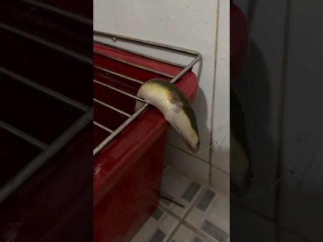 민물장어가 죽은척 하는건가?  #뱀장어 #장어구이