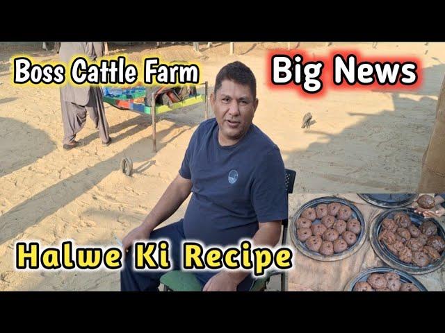 Special Halwe Ki Recipe  | Big News Of Boss Cattle Farm  ||