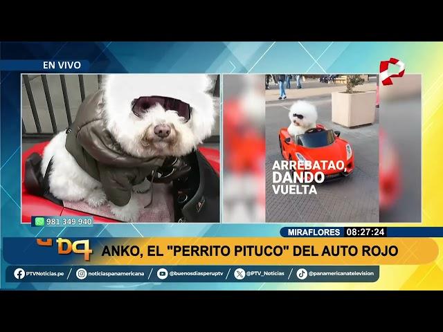 Conozca a Anko, el "perrito pituco" del auto rojo que causa sensación en redes sociales