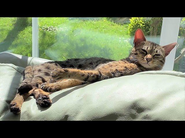 Savannah Cat Protecting Her Chair