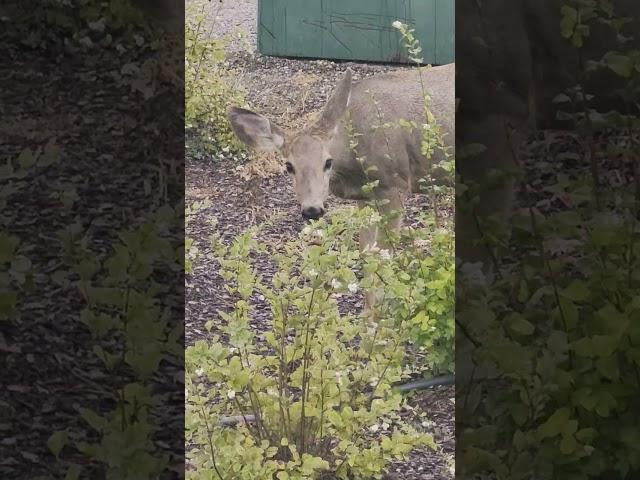 Deer at quesneldowntownrvpark.com #nature #deer #camping