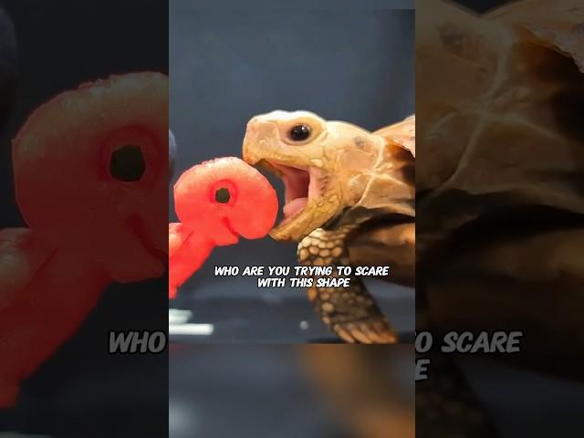 Turtle eating broadcast #shortvideo #turtle #shorts