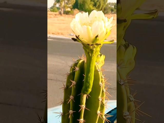 Cuidados de cactus y suculentas Reproducción por esquejes y  hojas. cómo preparar SUSTRATO