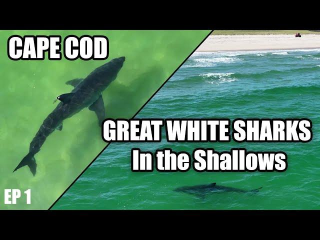 Great White Shark Eats a Fish Near Shore: Cape Cod EP 1