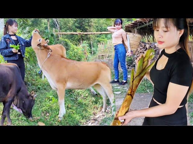 The life of a girl named Binh in the mountains of northeastern Vietnam. Peaceful life