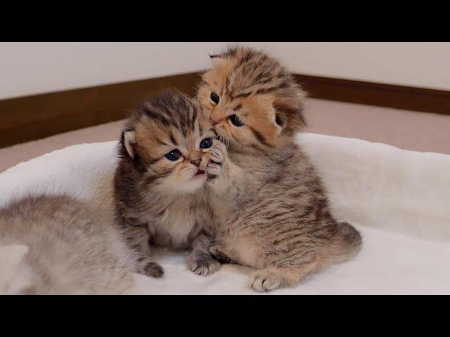 The kitten that gets thrown away when she hugs her sister is so cute!