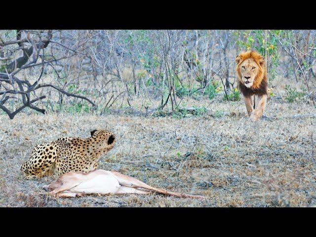 Cheetah Plays Chicken with Lion