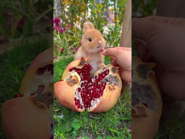 The little rabbit eats the big pomegranate. Cute pet debut plan. Rabbit