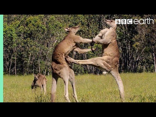 Greatest Fights In The Animal Kingdom: Part 1 | BBC Earth