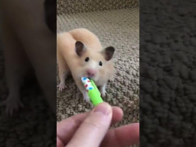 How do Hamsters do this? 