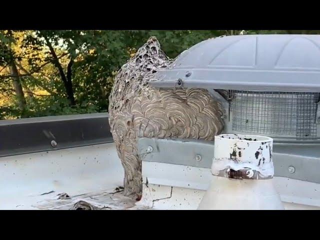 How To Remove A Large Bald Faced Hornet Nest