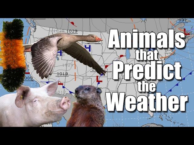 Animals that Predict the Weather