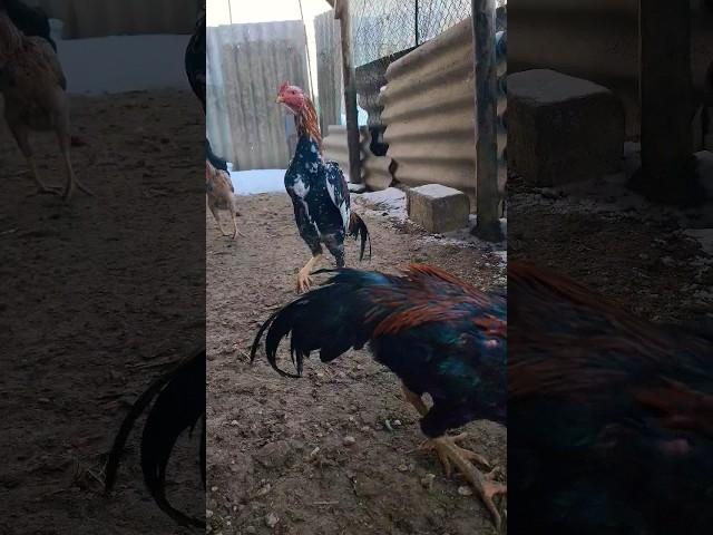 Бойцовая птица (Бойчатник_Мюрего) Таец и Шамо