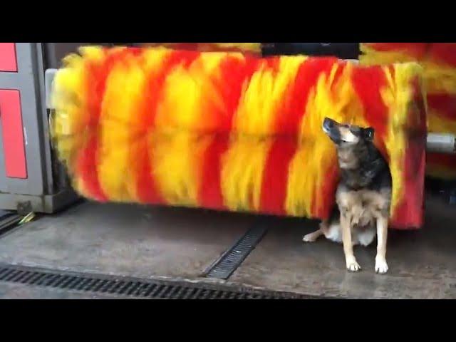 Hilarious Animal Videos to Make You Laugh at 3AM! | Funny Dog & Cat Videos