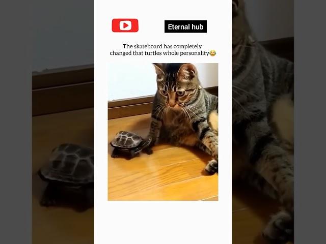 The skateboard completely changed turtle|ETERNAL HUB | #shorts #eternalhub #science #science