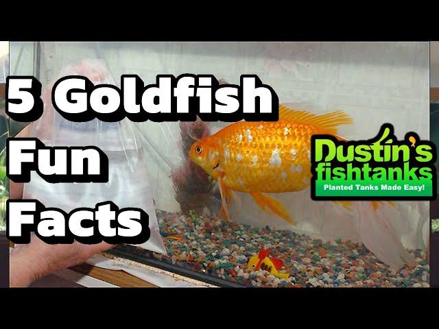 How to Keep Goldfish: Goldfish Facts- Five fun Facts about Goldfish