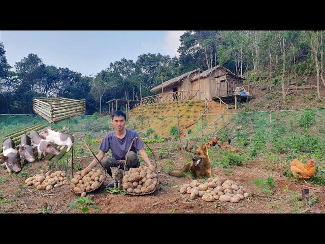 Full Video 1460 day building a farm, growing vegetables, raising livestock, live in the forest