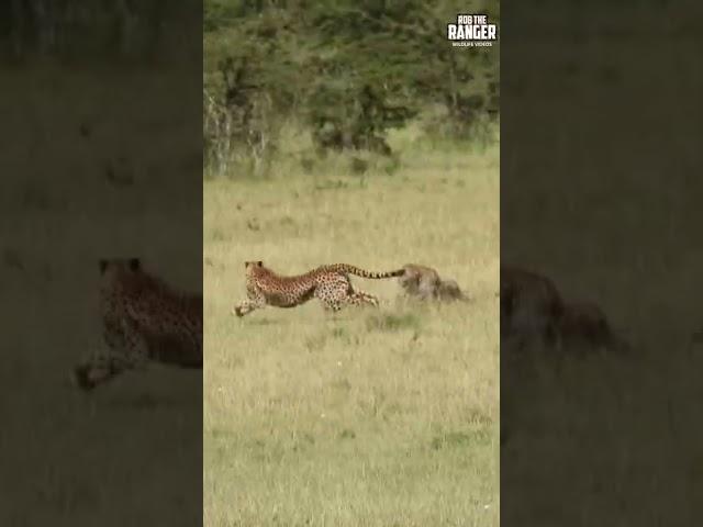 Cheetah vs Leopard #Wildlife #giveityourbestshort | #ShortsAfrica