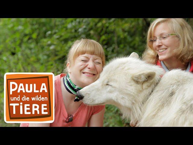 Wie böse ist der Wolf? | Reportage für Kinder | Paula und die wilden Tier