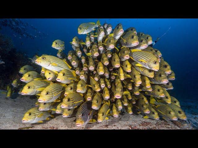 RAJA AMPAT | Season 2018 (full movie)