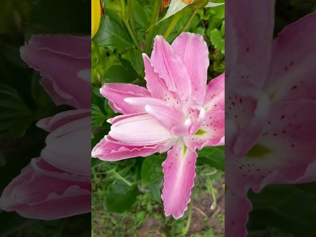 Восточная, Махровая лилия, Сорт:Sweet Rosy.#лилия #махроваялилия #мояколлекция #цветы #сад #дача