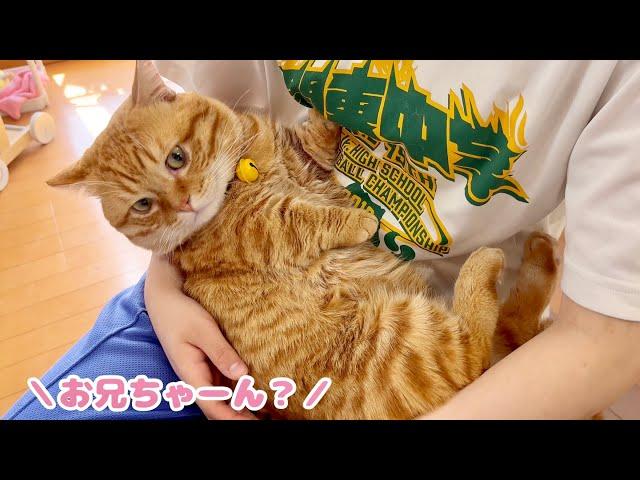 妹が泣くとすぐ駆け寄るお兄ちゃん猫の後ろ姿が愛おしすぎる！