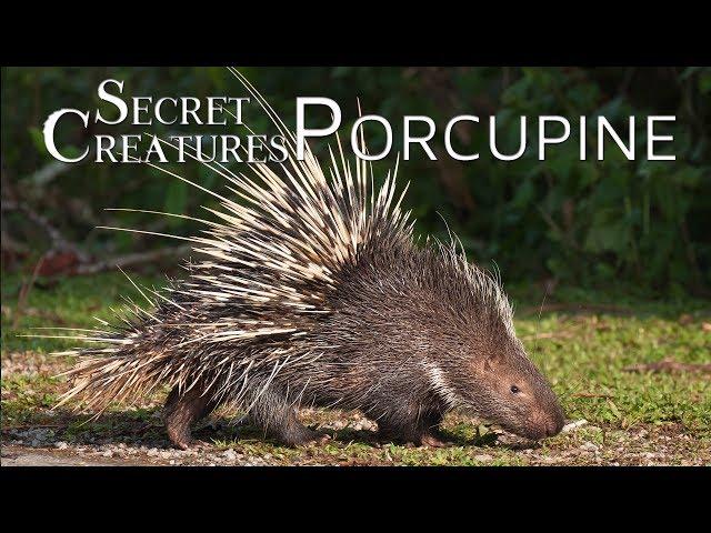 Secret Creatures: Porcupine  Nature's Quill Masters