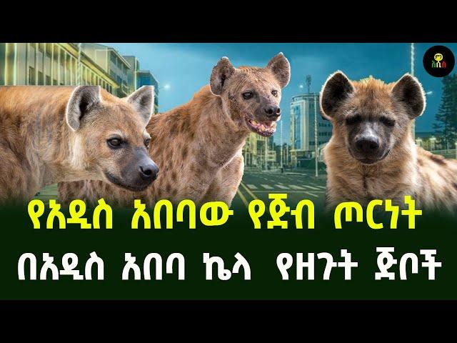 የአዲስ አበባው የጅብ ጦርነት በአዲስ አበባ ኬላ  የዘረጉት ጅቦች