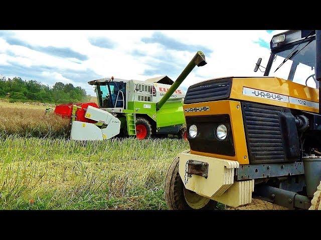 Żniwa 2017 Koszenie rzepaku Claas John Deere Ursus