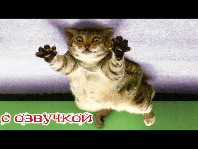 Funny Animal Videos 2024 - Funniest Dogs and Cats Videos #273