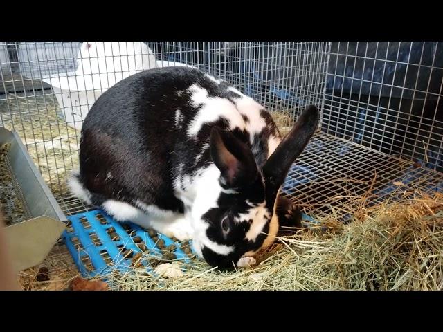 Momma rabbit takes care of babies. So sweet!